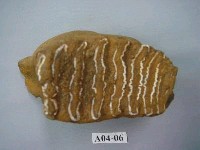 藏品(象齒化石)的圖片